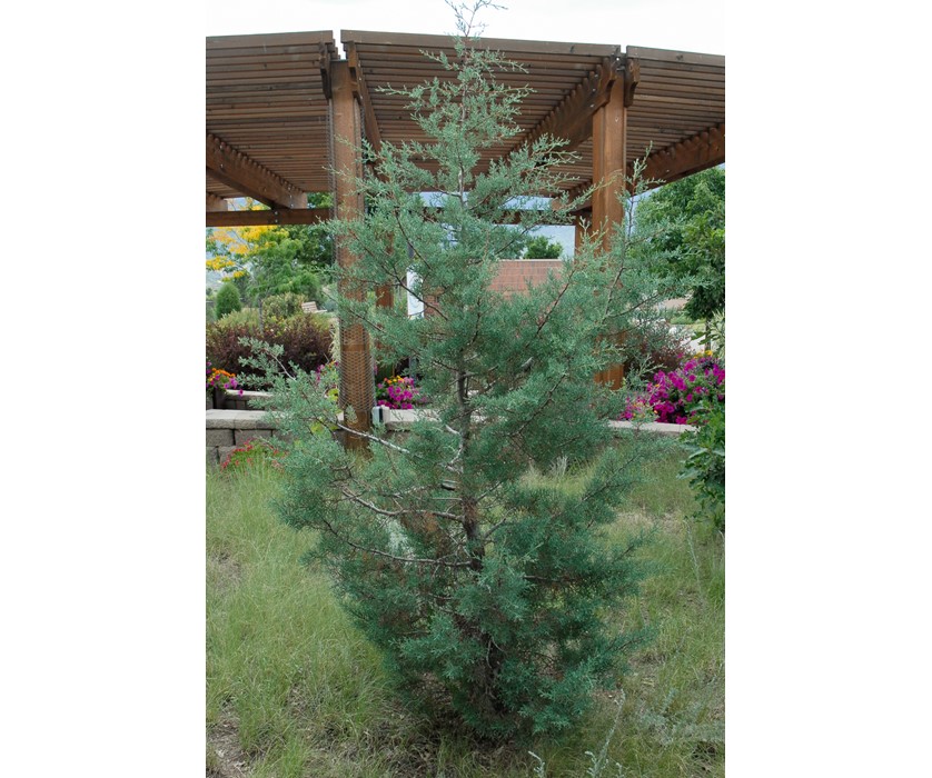 Arizona Cypress